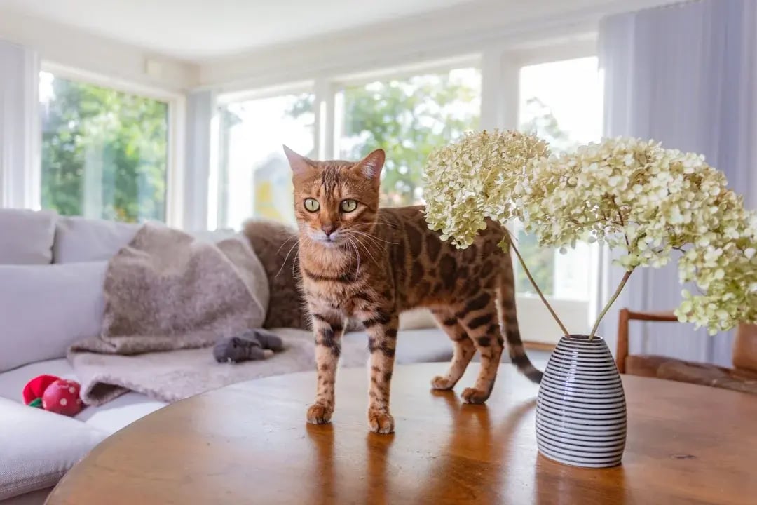 Spotted Bengal cat standing on wooden table beside hydrangea vase in a bright living room