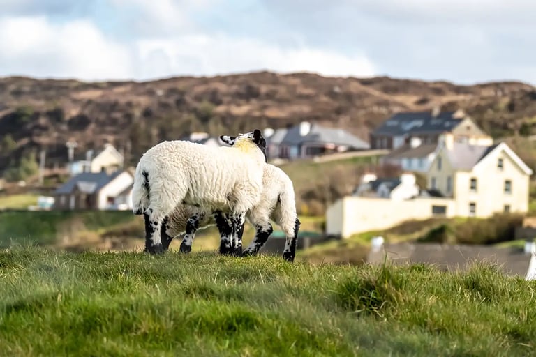 Two sheep grazing on a grassy hill in the Irish countryside with rural houses and rolling hills in the background.
