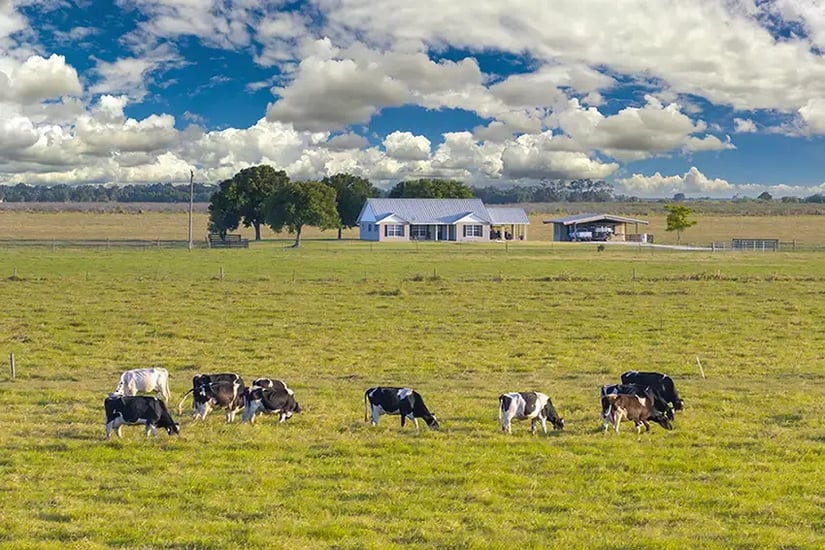 Dairy cows grazing beside a farmhouse and sheds, highlighting the need for farm security and monitored rural protection