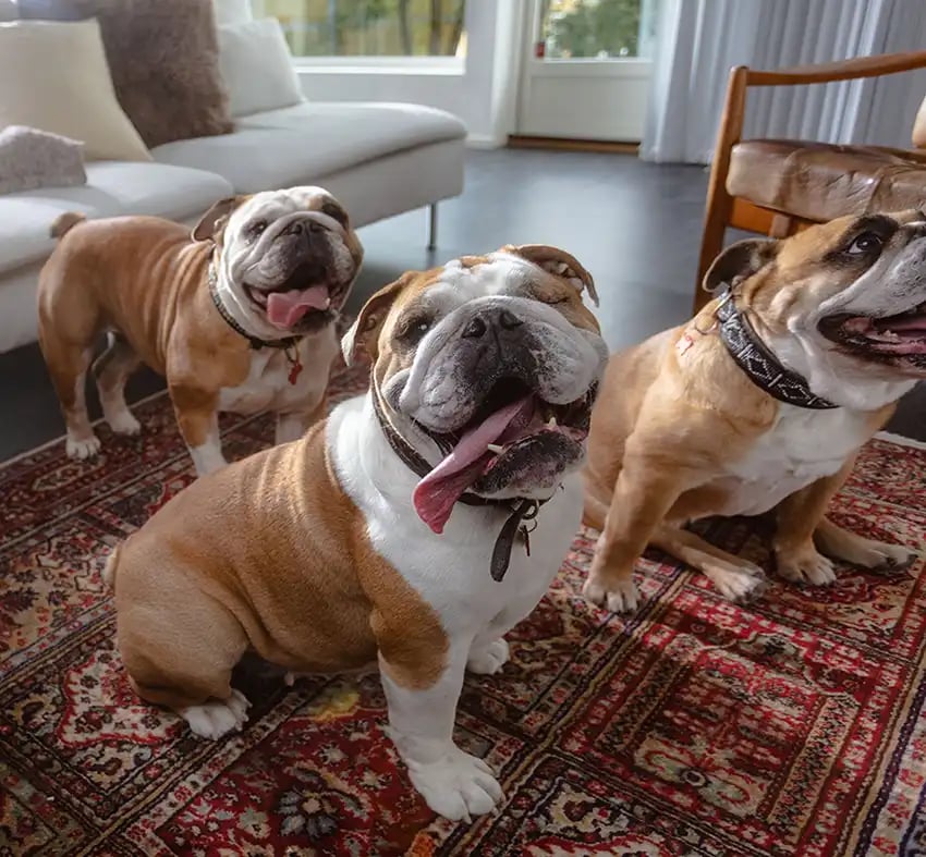 Watchdogs_180° HD Video Camera_1cropped