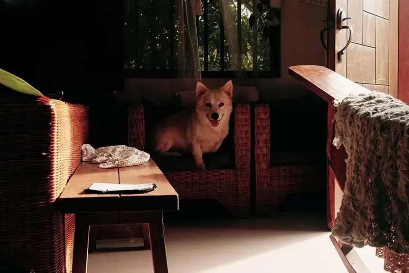 Best Pet-Friendly Home Security Systems for Dog Owners