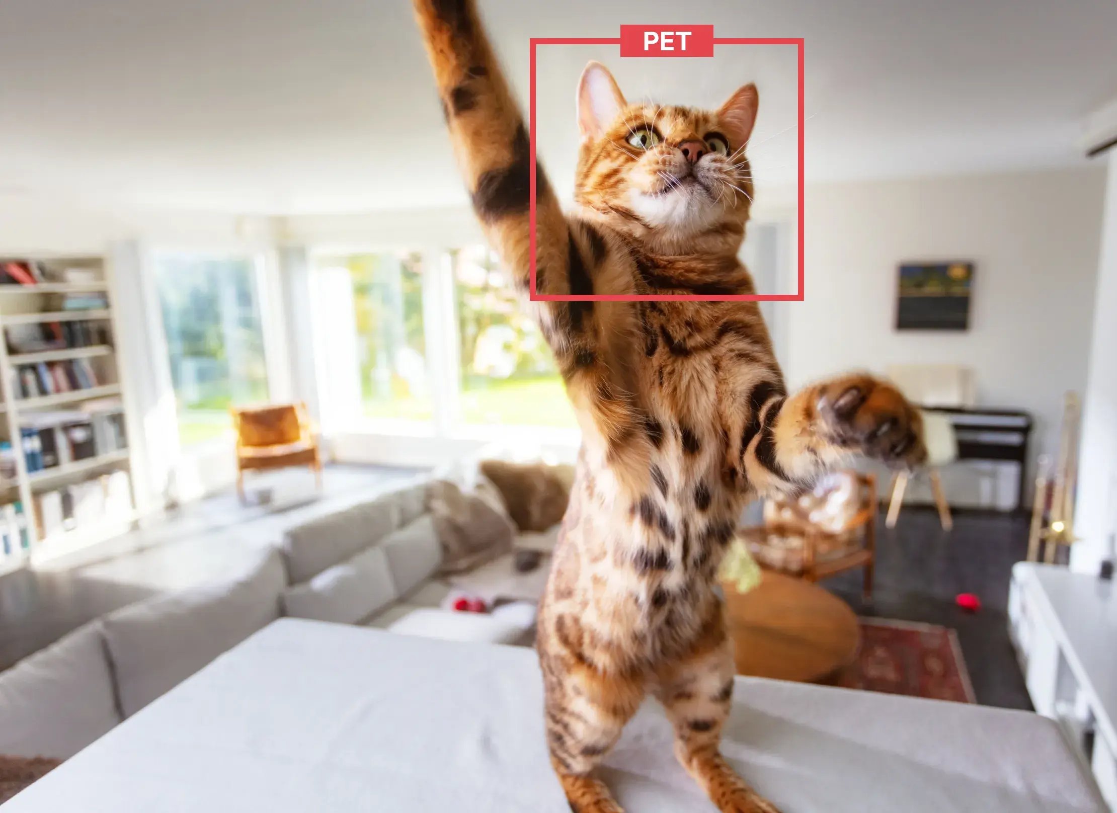 pet-cameras pet-cameras