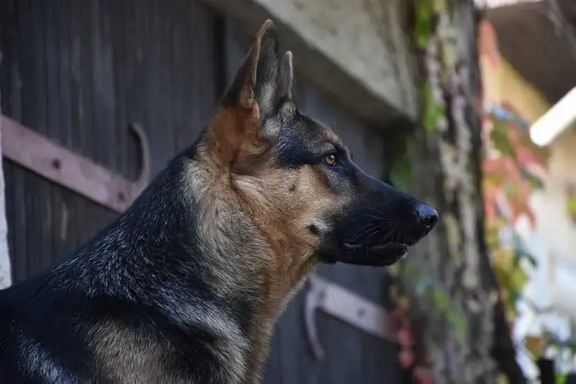 The Best Guard Dog Breeds | Protect Your Home with PhoneWatch Security