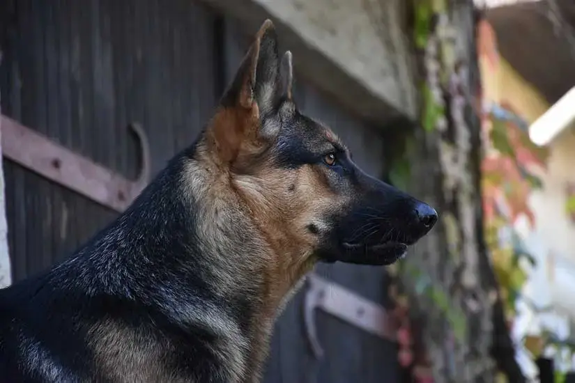 The Best Guard Dog Breeds | Protect Your Home with PhoneWatch Security