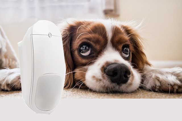 pet-friendly-motion-detector